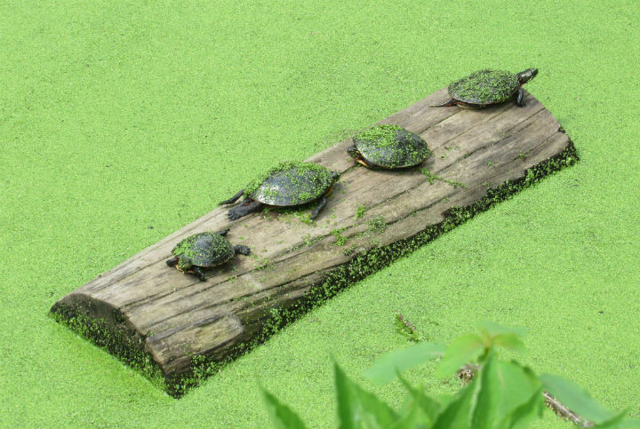 Midland Painted Turtles